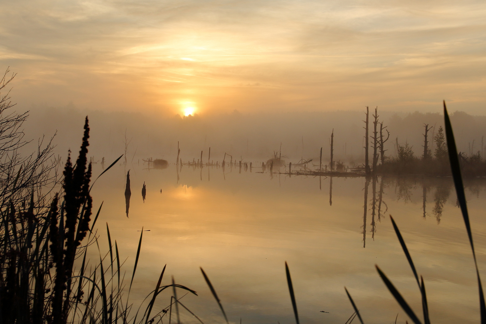 Sonnenaufgang im Schwenninger Moos