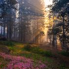 Sonnenaufgang im Sequoia National Park