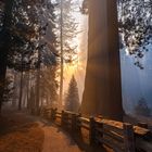 Sonnenaufgang im Sequoia National Park