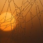 Sonnenaufgang im Spinnennetz mit Tautropfen