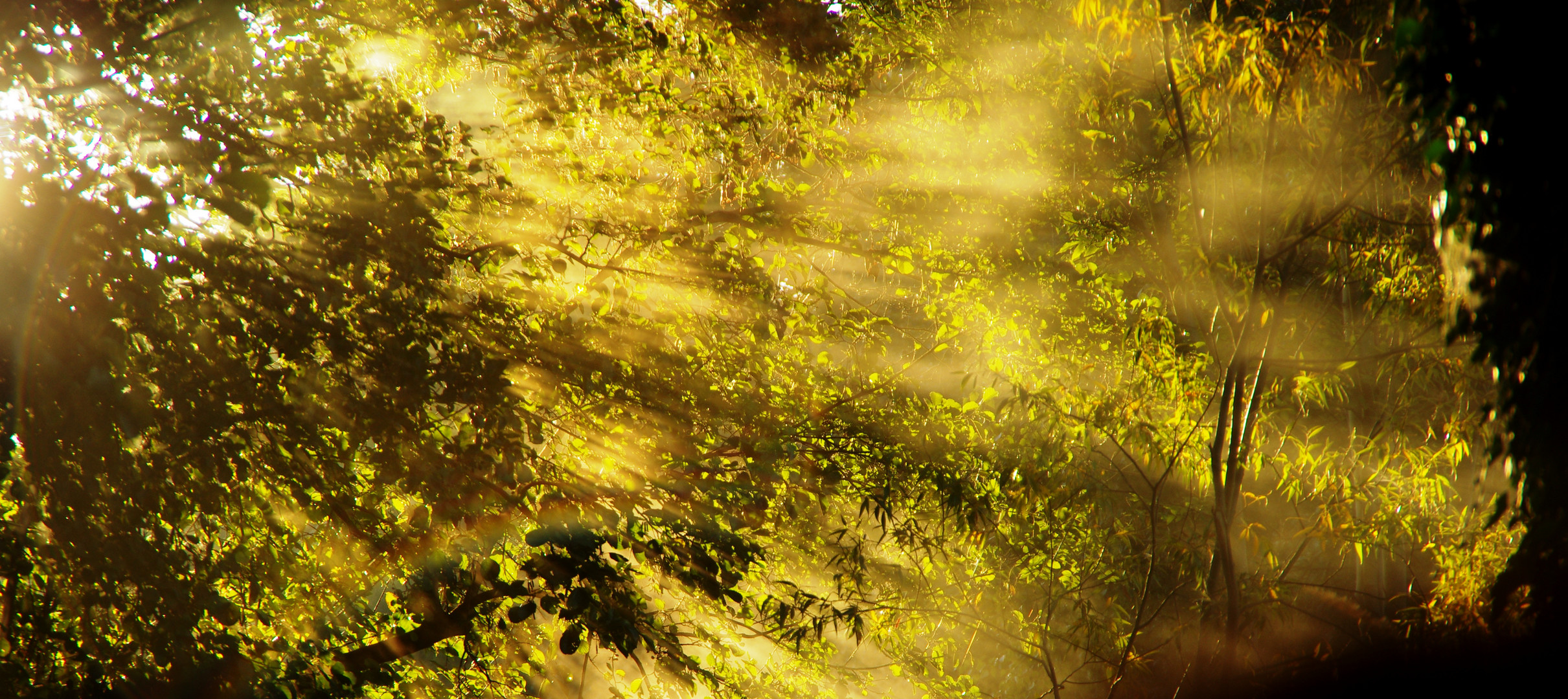 Sonnenaufgang im Spreewald