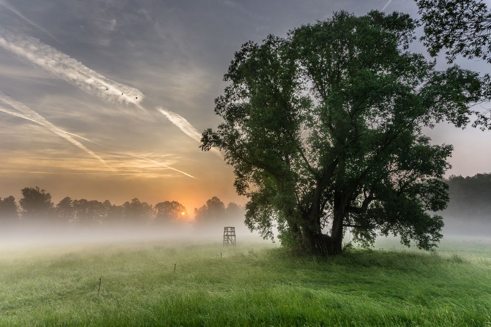 Sonnenaufgang im Spreewald