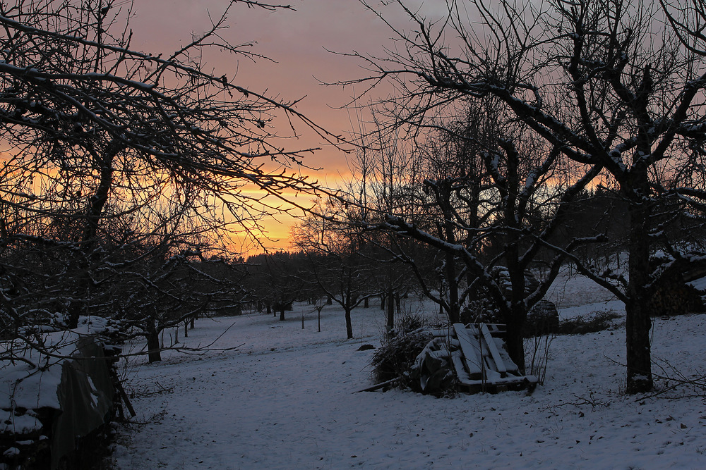 Sonnenaufgang im Streuobst 2