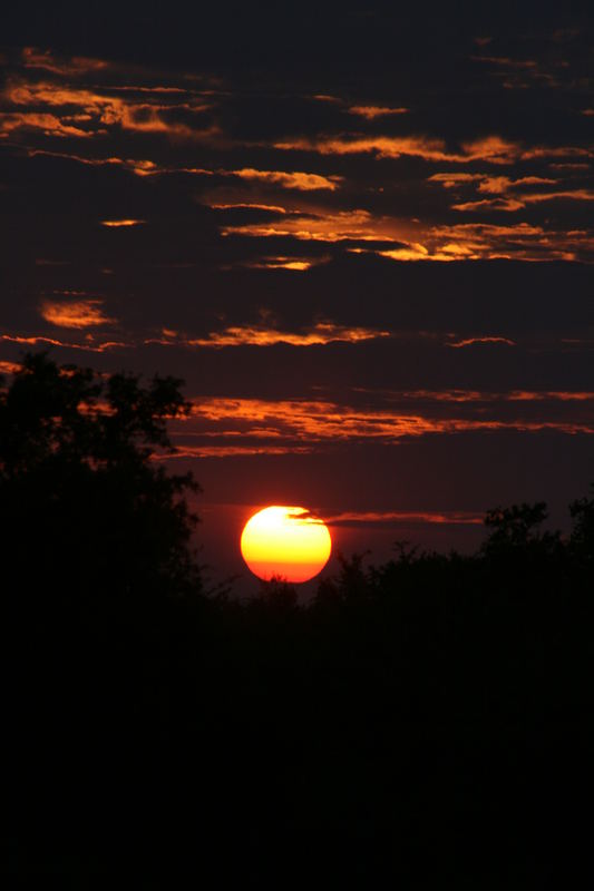 Sonnenaufgang im südafrikanischen Bush