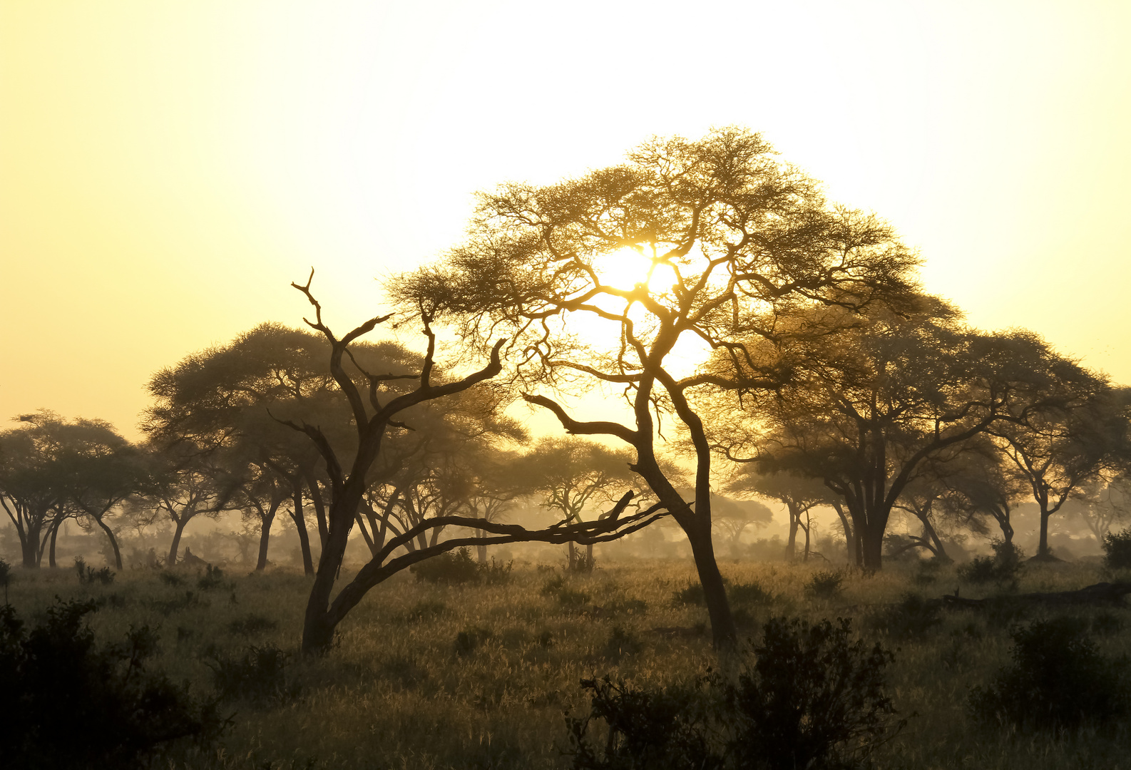 Sonnenaufgang im Tarangire Nationalpark Tansania