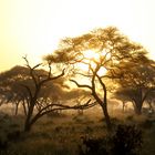 Sonnenaufgang im Tarangire Nationalpark Tansania