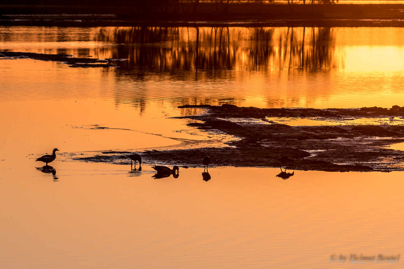 Sonnenaufgang im Tister Bauernmoor - Enten im goldenan Licht