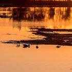 Sonnenaufgang im Tister Bauernmoor - Enten im goldenan Licht