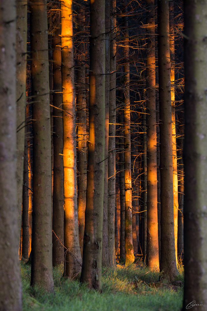 Sonnenaufgang im Wald