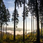 Sonnenaufgang im Wald