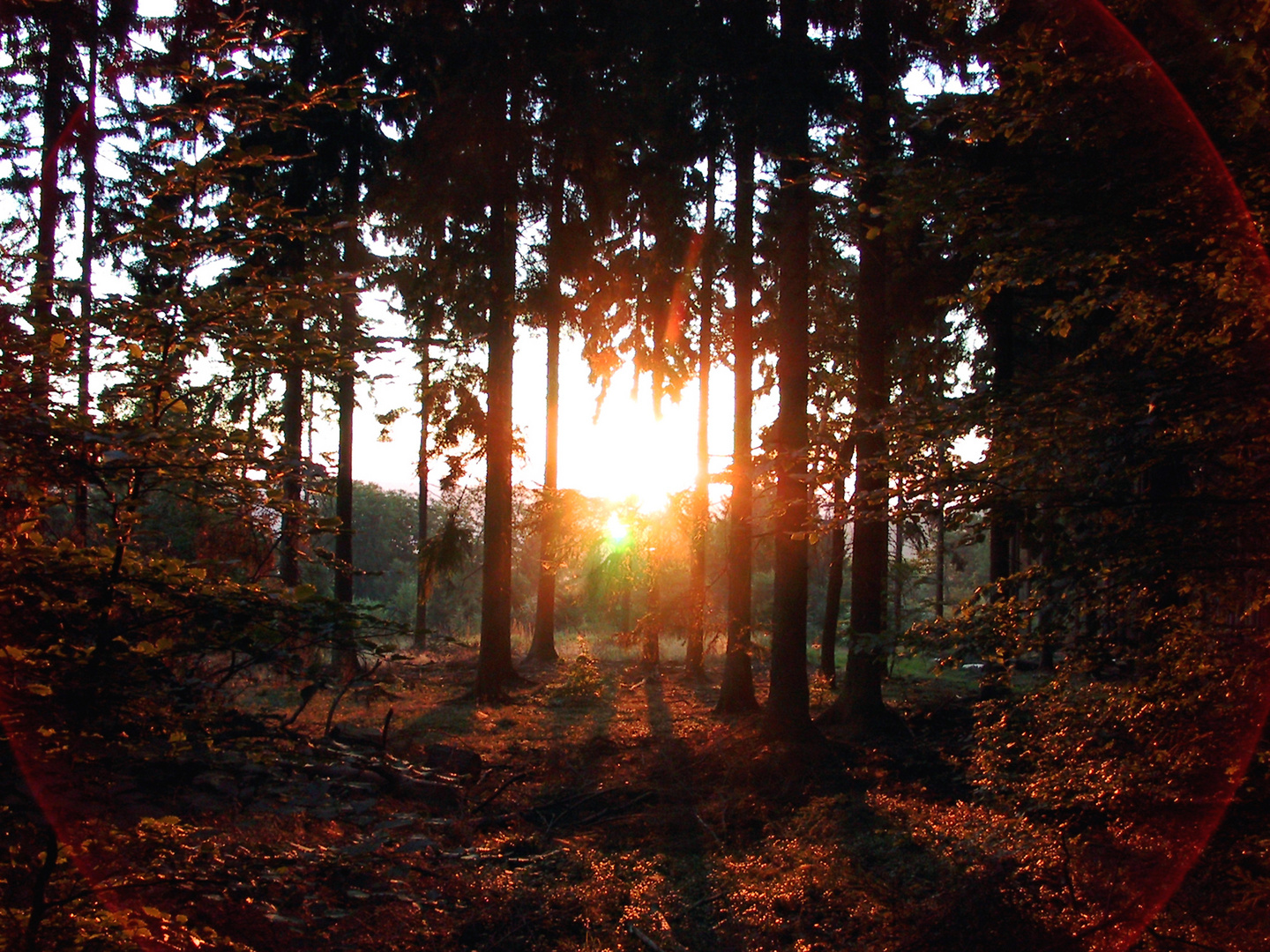 Sonnenaufgang im Wald