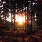 Sonnenaufgang im Wald