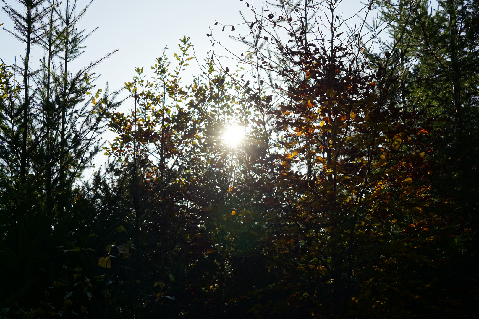 Sonnenaufgang im Wald