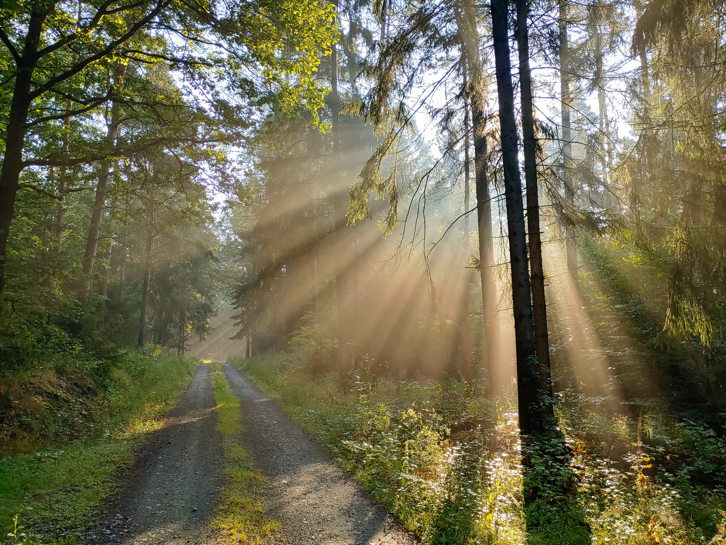 Sonnenaufgang im Wald