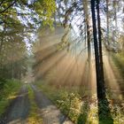 Sonnenaufgang im Wald