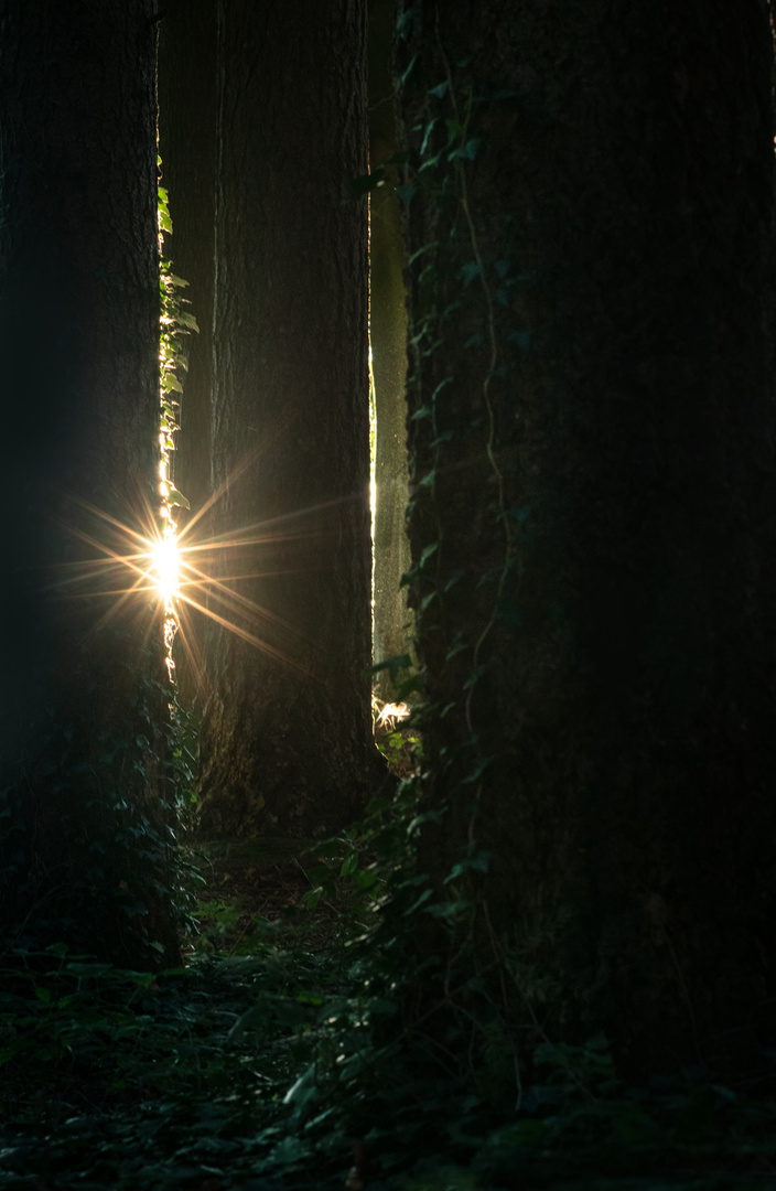 Sonnenaufgang im Wald