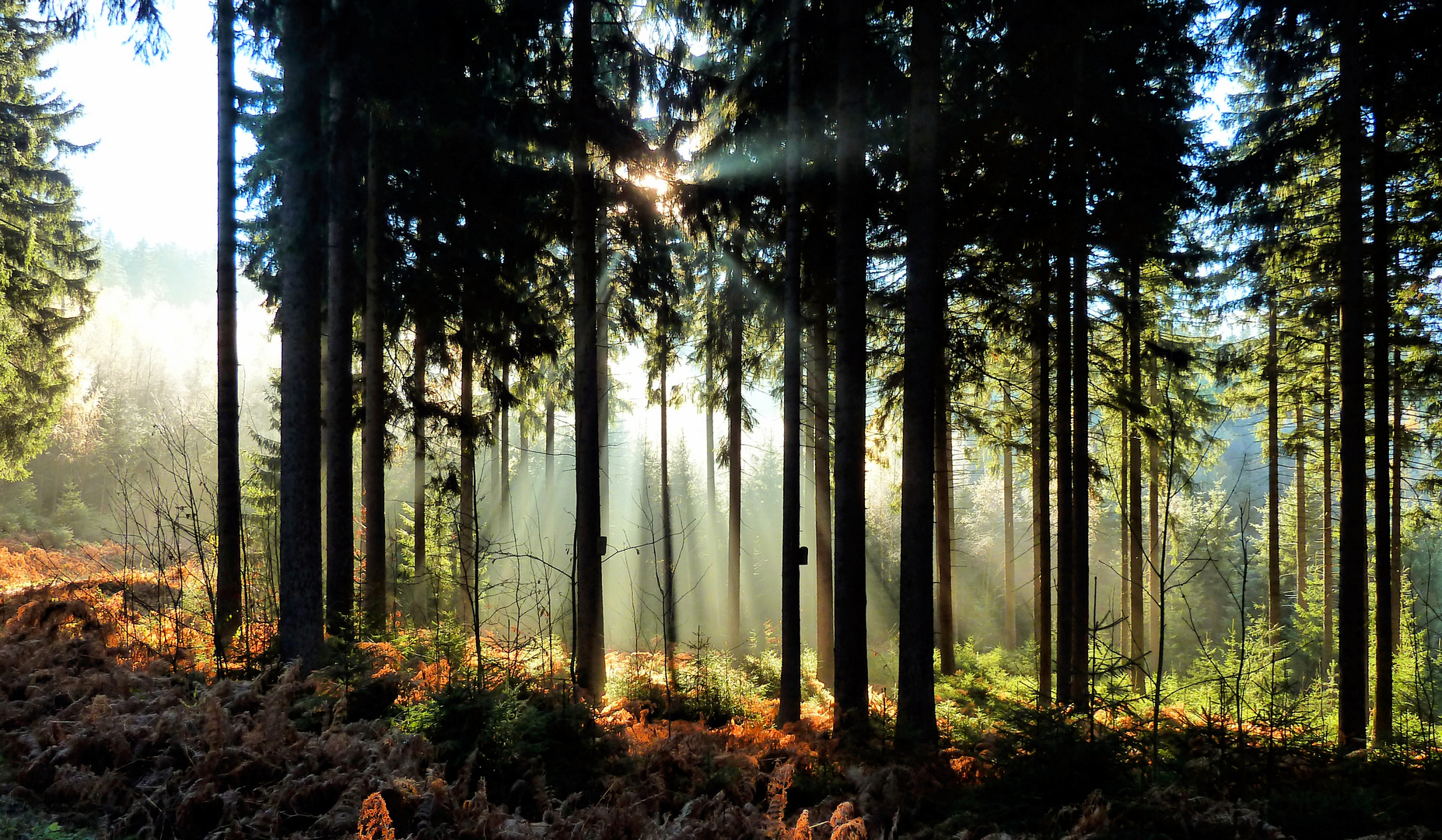 Sonnenaufgang im Wald