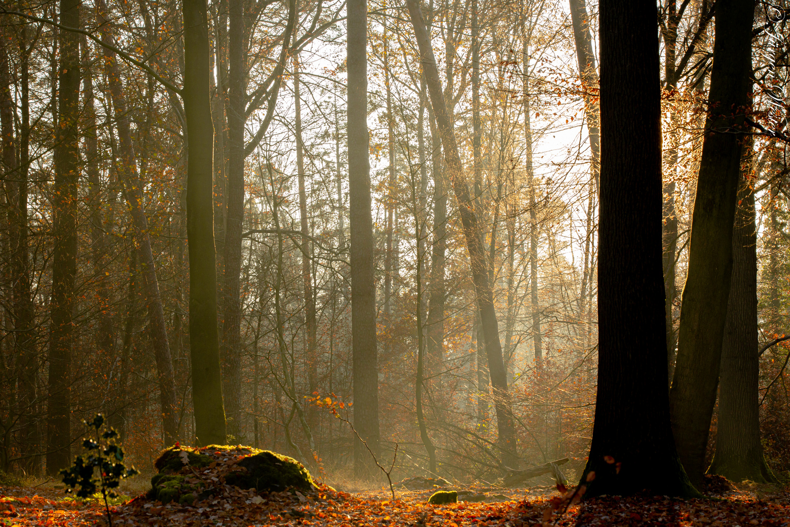 Sonnenaufgang im Wald