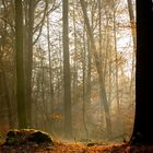 Sonnenaufgang im Wald