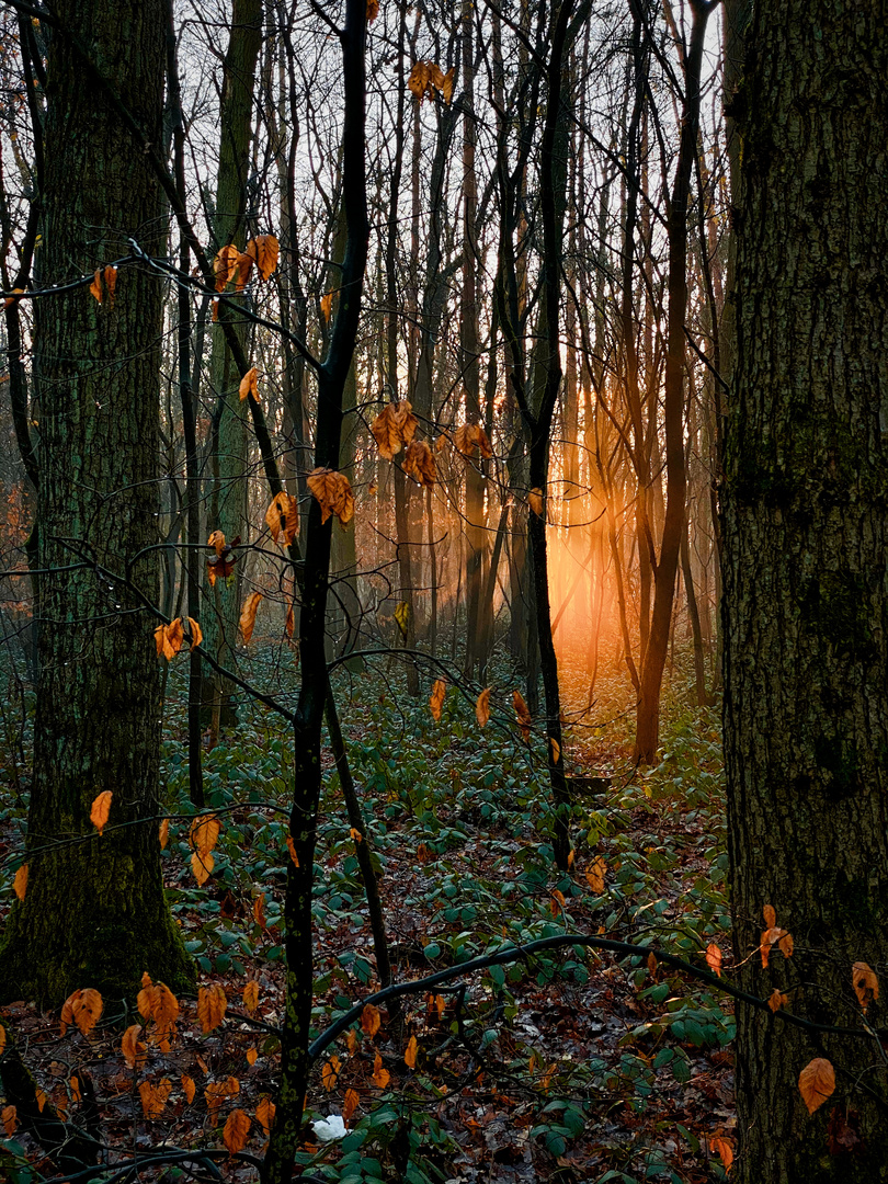 Sonnenaufgang im Wald