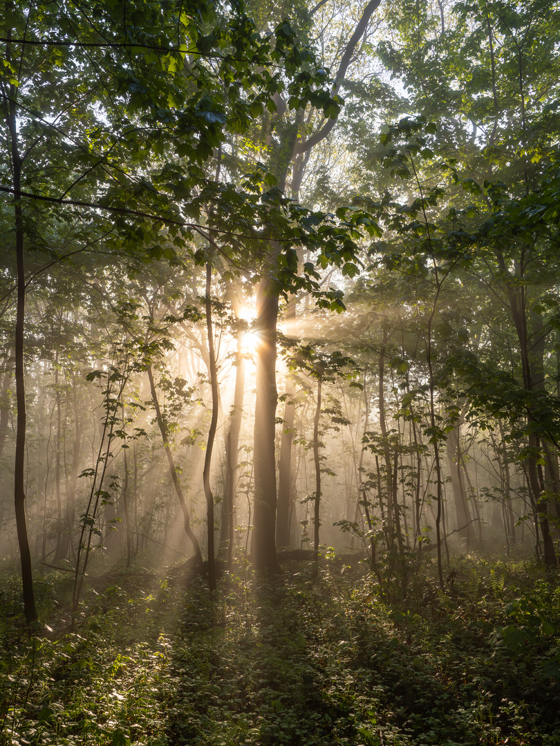 Sonnenaufgang im Wald