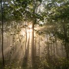 Sonnenaufgang im Wald