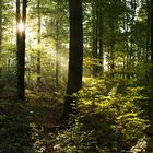 sonnenaufgang im Wald