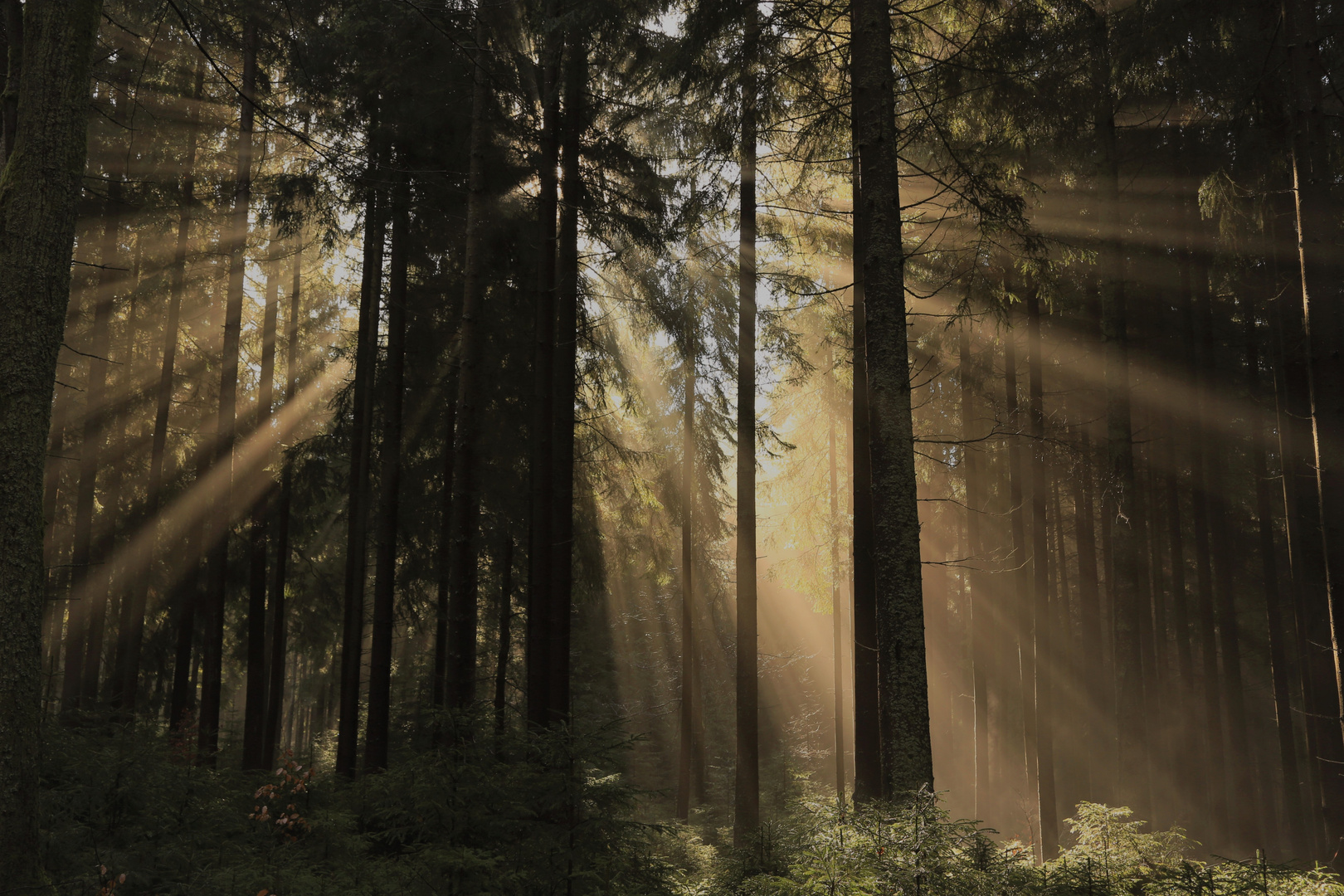  Sonnenaufgang im Wald 