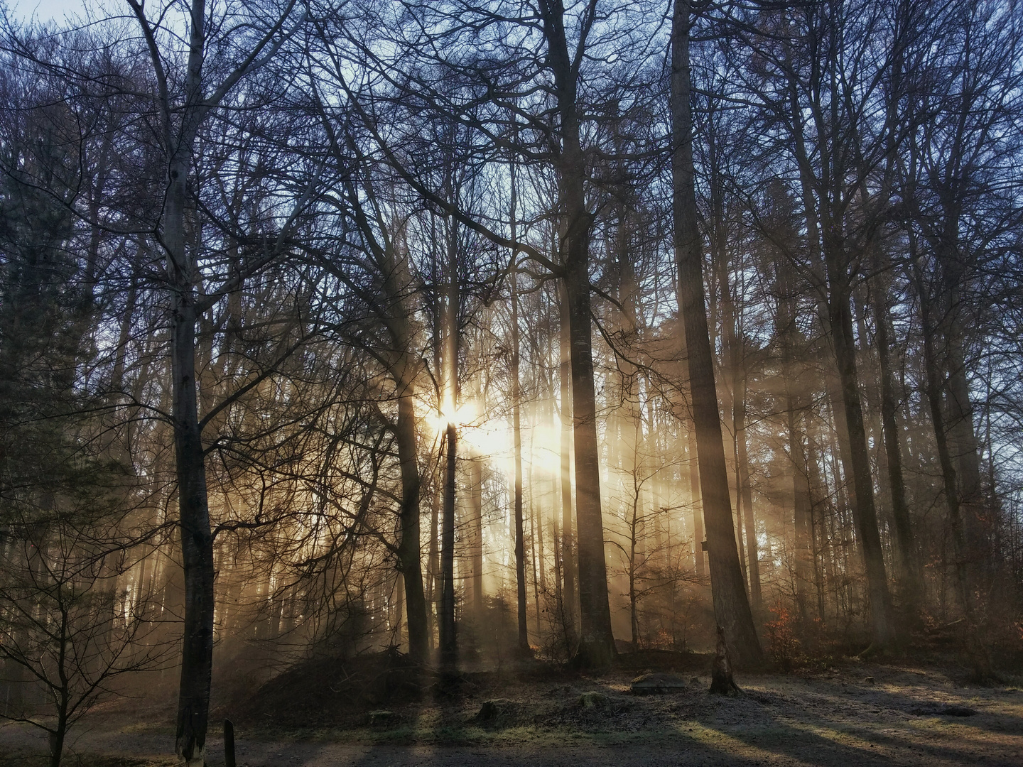 Sonnenaufgang im Wald