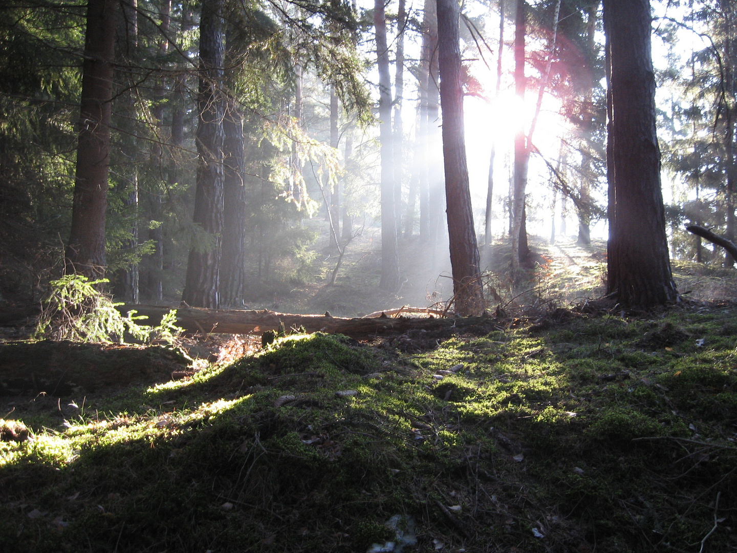 Sonnenaufgang im Wald