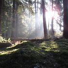 Sonnenaufgang im Wald