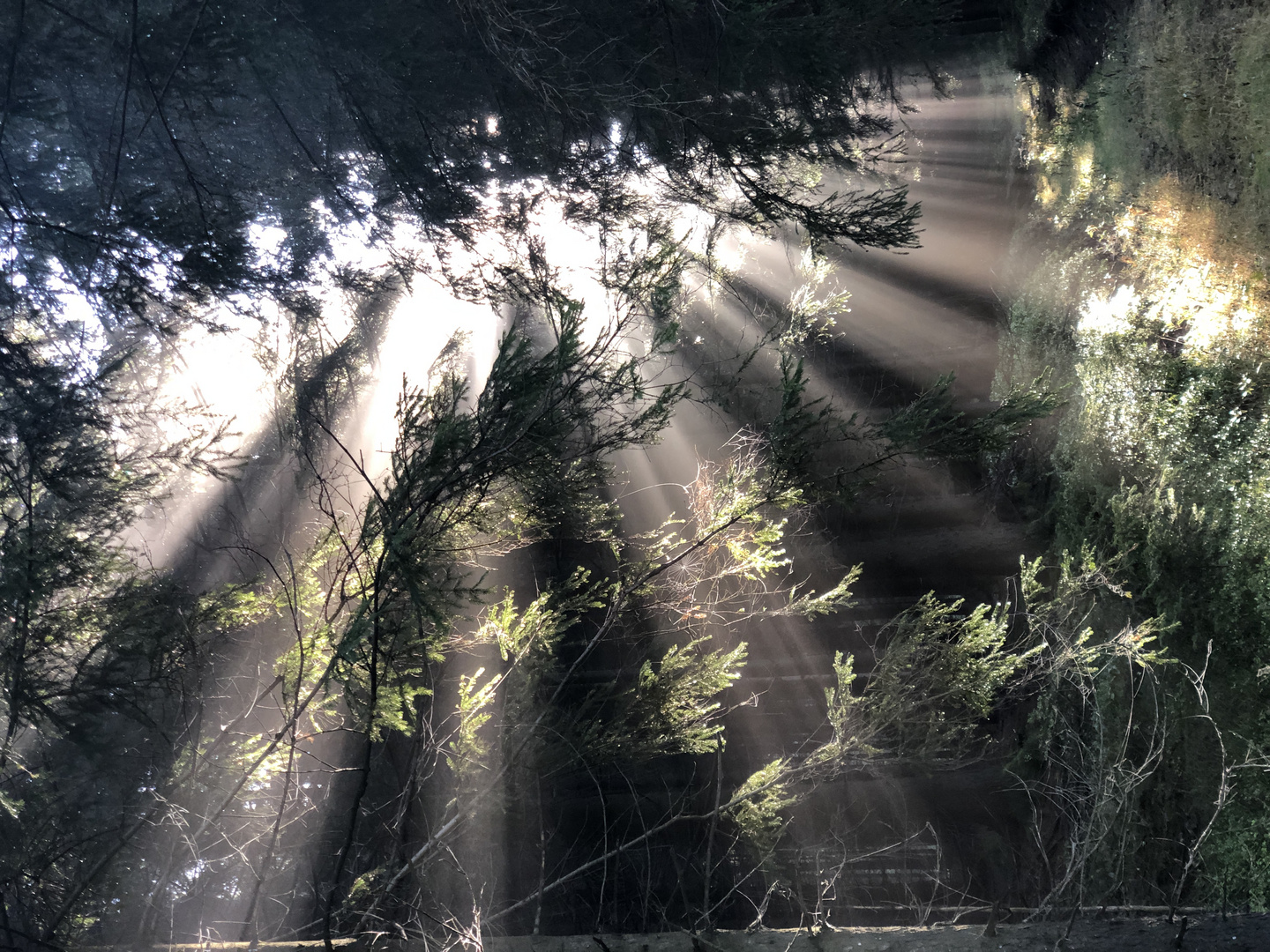 Sonnenaufgang im Wald 