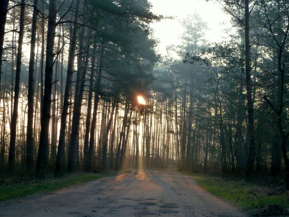 Sonnenaufgang im Wald