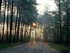 Sonnenaufgang im Wald