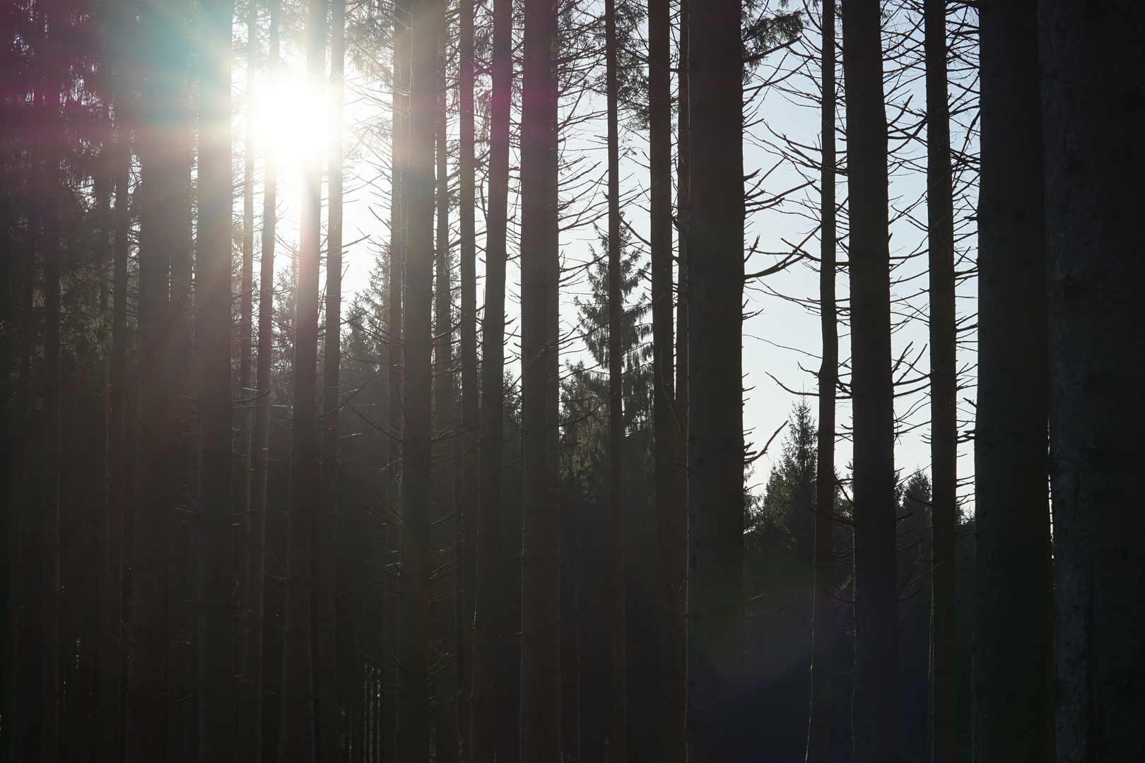 Sonnenaufgang im Wald