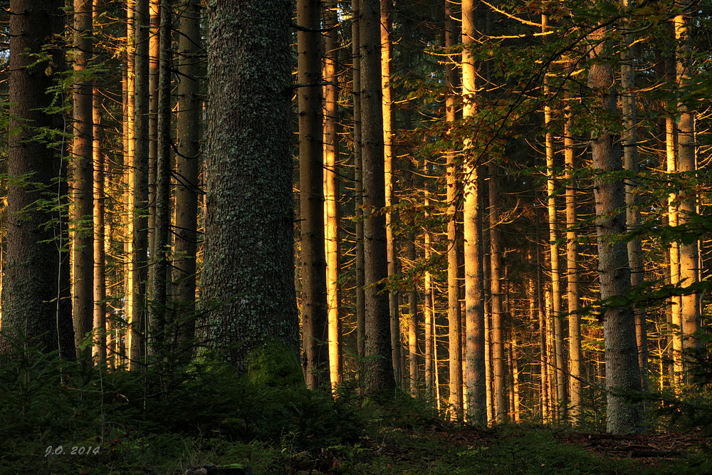 Sonnenaufgang im Wald