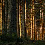 Sonnenaufgang im Wald