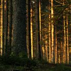 Sonnenaufgang im Wald