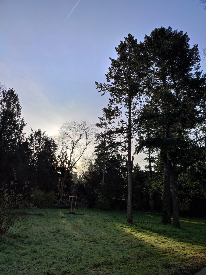 Sonnenaufgang im Wald