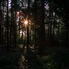 Sonnenaufgang im Wald