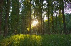 Sonnenaufgang im Wald