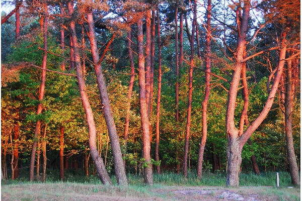 Sonnenaufgang im Wald