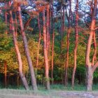 Sonnenaufgang im Wald