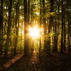 Sonnenaufgang im Wald