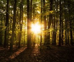 Sonnenaufgang im Wald