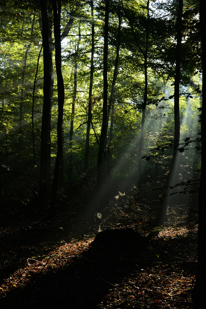 Sonnenaufgang im Wald