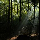 Sonnenaufgang im Wald