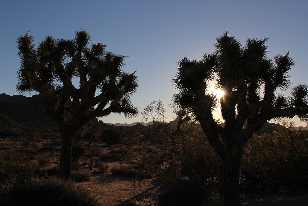 Sonnenaufgang im Wald der Joshua Trees