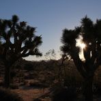 Sonnenaufgang im Wald der Joshua Trees