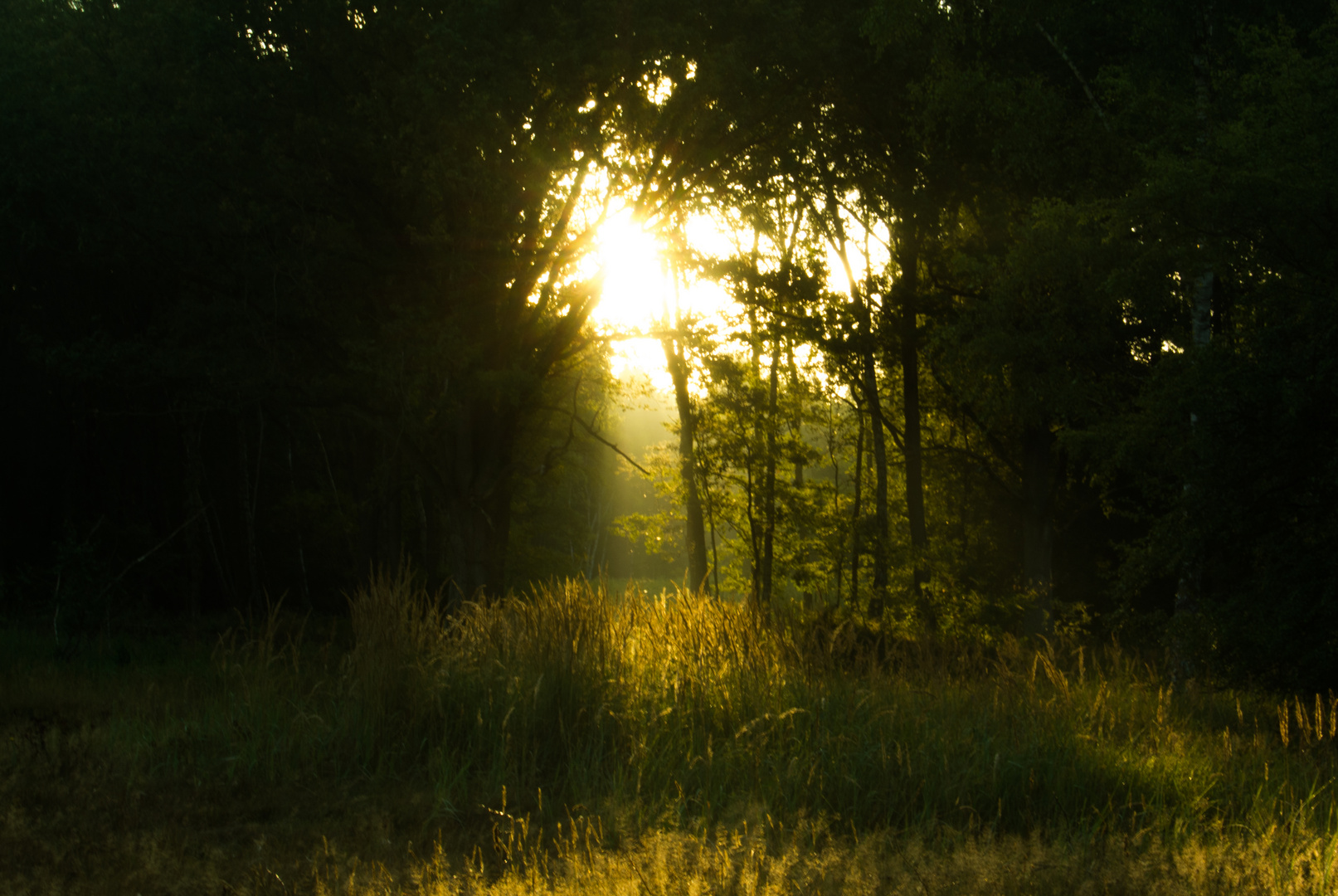 Sonnenaufgang im Wald